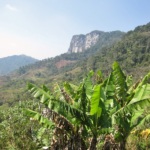 Banana trees at the foot of the mountain