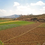 Highlands - Cultivated plots