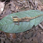 Ranomafana Park - Chameleon Brookesia Nasus