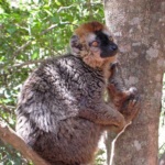 Lemur Fulvus