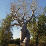 Baobab in love