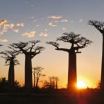 Allée des Baobabs