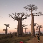 Allée des Baobabs - Lumière