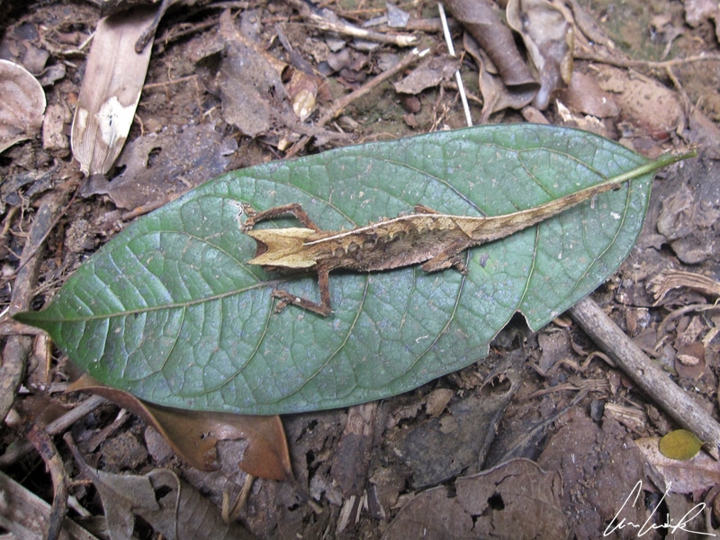Ranomafana Park - Chameleon Brookesia nasus