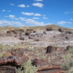 Petrified Forest NP - Fossilized logs