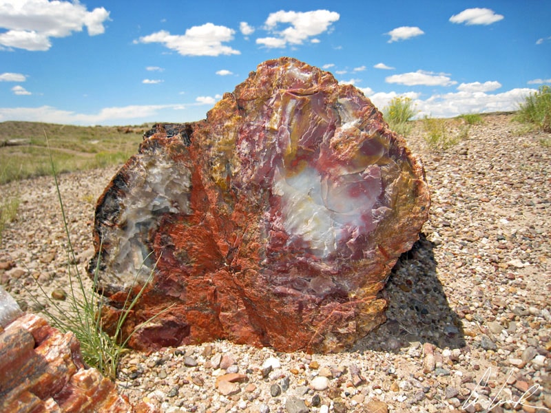 Petrified Forest NP - Colorful formations
