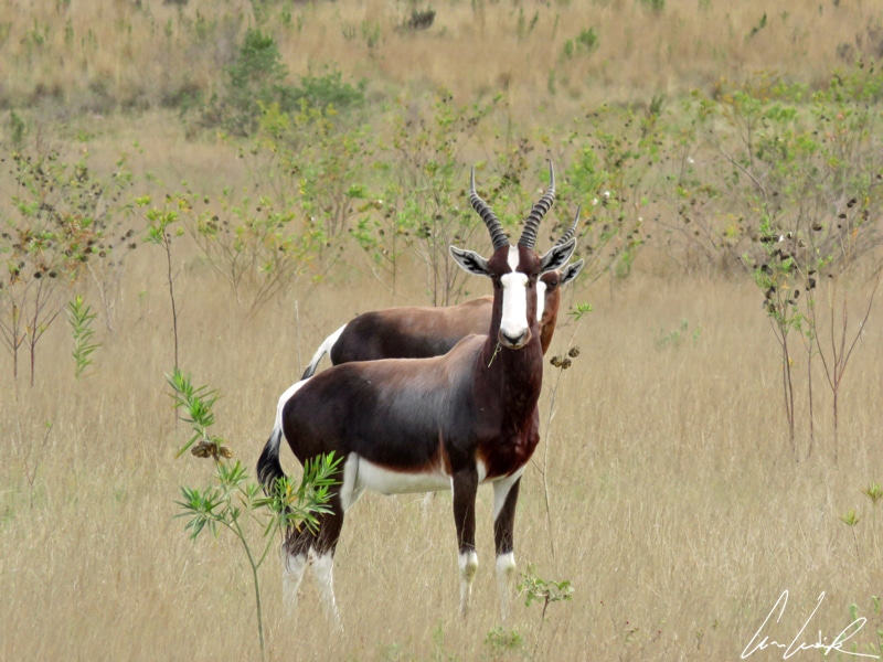 Bontebok National Park in South Africa