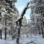 Les arbres morts, « kelo » en finnois, sont une caractéristique de cette nature difficile. La neige fragilise les branches qui cassent sous un poids trop conséquent.