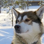Le chien de traineau Husky tel qu’on le voit dans les films. Fort et couvert d’une fourrure épaisse, il peut supporter des conditions météorologiques extrêmes.
