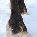 Reindeer have deeply cloven hoofs so the feet can spread on snow or soft ground.