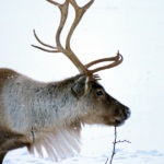 Like all deer, the reindeer has antlers that it loses during the year. Reindeer, however, are the only deer species in which females have antlers too.