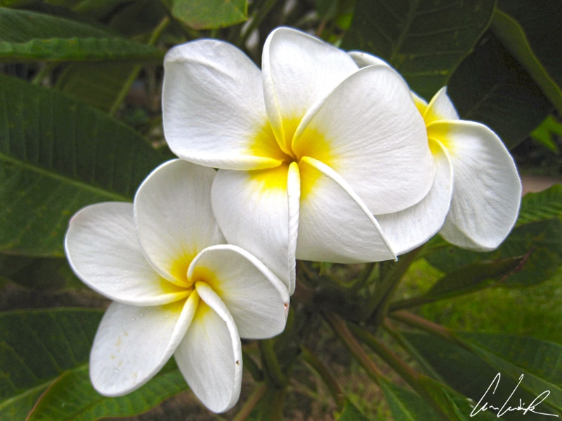 Sur l’île de Pâques on hume encore et encore les douces senteurs du collier de fleurs, très odorantes, du Frangipanier