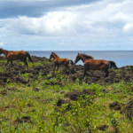 Sur l’île de Pâques les chevaux galopent ou broutent ici et là en toute liberté. Ces chevaux semi sauvages errent partout sur l'île