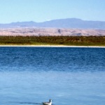 C’est dans les petites lagunes du Salar de l’Atacama que l’on peut observer les oiseaux comme l’échasse à queue noire.