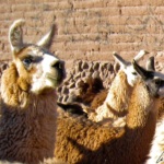 Au détour d’une ruelle dans San Pedro de Atacama, il n’est pas rare de croiser des lamas. Ils vous accueillent l'œil hautain mais néanmoins curieux
