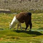 Sur les bofedals viennent paître lamas, bien adaptés à la vie dans ces régions extrêmement arides et dans l'air rare des grandes altitudes