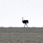 On the Etosha pan, an ostrich appears on the skyline, which is often interrupted only by swirls of dust.