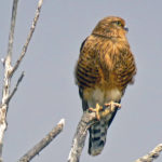 The white-eyed kestrel is known for its pale red plumage. Perched on the highest branch, it has a 360° view of the surroundings.