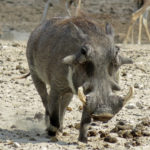 At the water hole, the warthog wallows in the mud. This odd-looking animal has two horns raised up to defend itself.