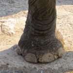 Les pattes de l’éléphant sont les plus grandes au monde. Elles sont massives et robustes et peuvent soutenir une marche jusqu’à une vitesse de 20 km/h