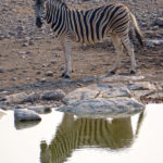 Un zèbre s’approche pour boire près d’un point d’eau dans le parc d’Etosha. Sa silhouette se reflète dans l’eau