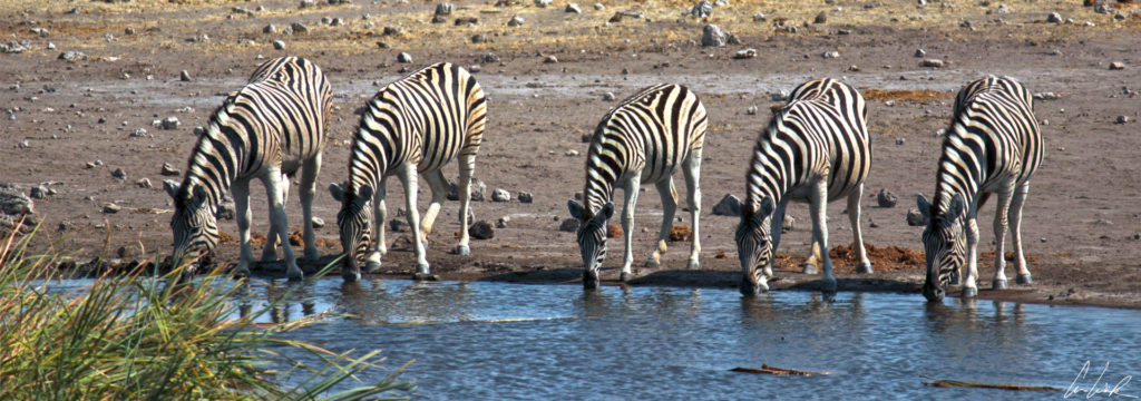 The zebras gather as a family around water holes. Here we have five zebras drinking simultaneously