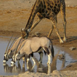 Dans le parc national d’Etosha, les antilopes dont sa majesté l’oryx se partagent l’espace d’un point d’eau avec une girafe