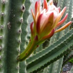 Le Jardin Botanique de Madère - Les fleurs blanches solitaires des cactus cierge du Pérou naissent sur une des côtes de la tige et s'ouvrent la nuit