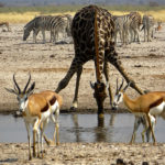 When a Lady giraffe goes to a water hole to drink, she has to lower her head by nearly five metres, which makes her extremely vulnerable...