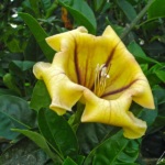 The 6-8 inches trumpet-shaped Solandra flowers have a strong, sweet and captivating scent reminiscent of monoi with a banana or vanilla aroma