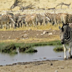 Near a waterhole, a Kori bustard appears in the middle of a herd of zebras. This very large bird has an elongated neck and very long legs.