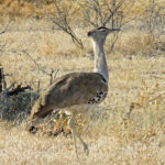 The Kori Bustard is a large bird with a long neck and legs. The underparts are buff colored with dark brown irregular fine lines
