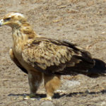 The Tawny Eagle is a large and elegant raptor. It has a reddish-brown plumage and a dark grey and yellow beak.