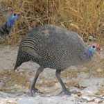 The ancestor of the domestic guinea fowl, the Numidian guinea fowl is recognizable by its grey plumage dotted with white and its blue and red variegated head.