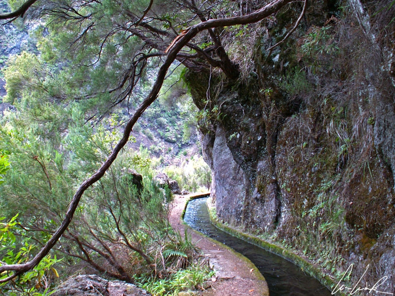 Madeira, along pathways through the midst of the Laurel forest: the trees intertwine, creating a mystical atmosphere worthy of a Tim Burton film
