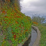 Madeira Levada Nova, walk on or next to the low walls in the middle of the nasturtium trees.