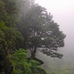 Dans ce monde végétal fantasmagorique du Caldeirão Verde, l’humidité ambiante perle sur les feuilles et les arbres parviennent à pousser en s’agrippant à la falaise.