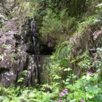 Madeira, levada of the 25 springs - Play of light and shade on the lush vegetation.