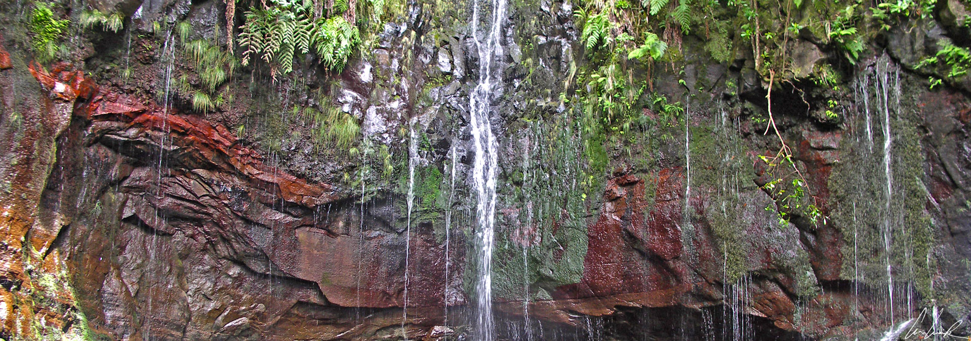 Madeira, levada of the 25 springs - Walls permanently bathed in runoff water with endemic and hygrophilic plant species.