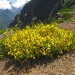 Au Pico de Arrieiro, des genêts forment d'importants buissons jaunes, très odorants. Le jaune éclatant est la couleur de prédilection du genêt.