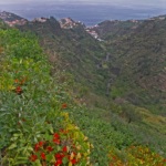 Madeira - In the Ribeira Ponta do Sol valley, you can admire the spectacle of cultivated land that is gradually sinking into the forest.
