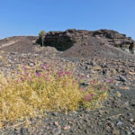 On the black slopes of the burnt Mountain, in the middle of this mass of slag, nothing grows or almost nothing. A bush with dry stems bears a few purple flowers.