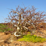 « Commiphora Wildii » appelée aussi Myrrhe namibienne est un petit arbuste asséché. Pendant les périodes de forte chaleurs l’arbuste suinte la résine de myrrhe.
