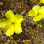 Une plante aux longues tiges, rampe au ras du sol et s’étend sur un mètre de circonférence. Cette Tribulus zeyheri est recouverte de magnifiques fleurs jaunes.