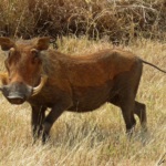 The warthog is an odd-looking animal belonging to the wild boar and pig family. It has two horns raised upwards to defend itself.