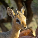 Kirk’s dik-dik has a pointed mobile snout and an upper lip in the shape of a trunk giving it the profile of a tapir.