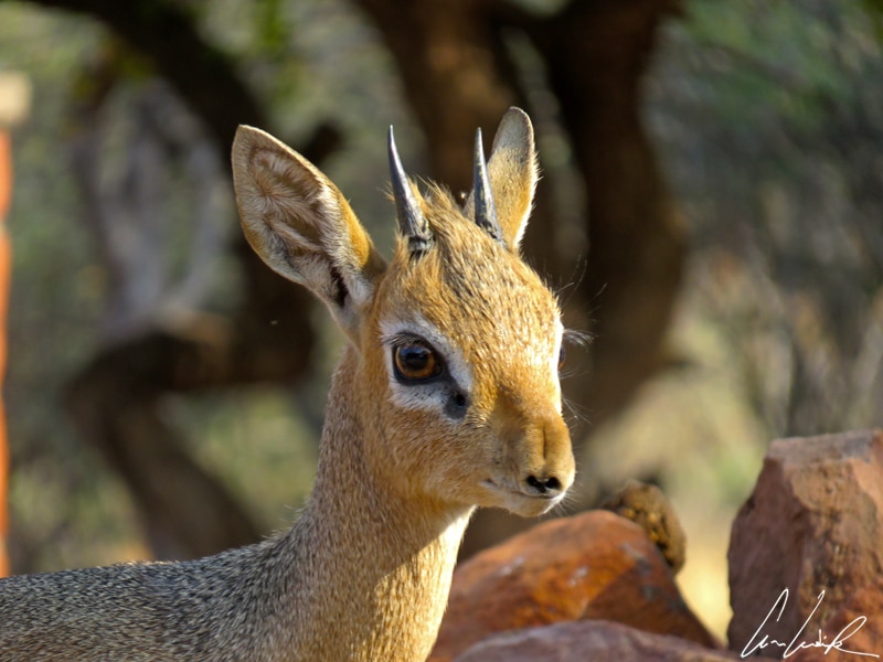 Kirk’s dik-dik with its silver rump keeps a kind eye on us from a grove of trees full by birds.
