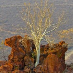 A tree with a white trunk stands at the edge of the precipice, firmly attached to the rock wall. It admires the breathtaking view of the endless savannah of the Kalahari.