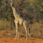 La savane d'arbres du plateau du Waterberg abrite notamment des girafes. On admire ses petites cornes recouvertes de velours à l'extrémité arrondie et sa robe parsemée des tache marrons sur fond fauve.