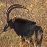The black hippotragus is an antelope present on the Waterberg Plateau. It is easily recognizable by its dark coat and its face marked with white.